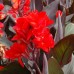 Plante Canna generalis CANNOVA Bronze Scarlet