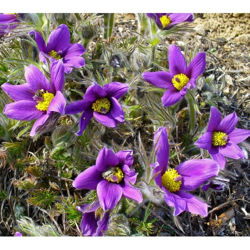 Plante Pulsatilla vulgaris Violet Bells -  Deditel, Floarea pastelui