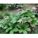 Plante Rodgersia aesculifolia-irish-bronze -Frunze penate