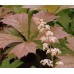 Plante Rodgersia aesculifolia-irish-bronze -Frunze penate