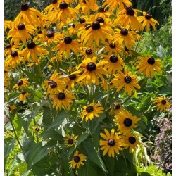 Plante Rudbechia fulgida Goldsturm -Ruji