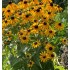 Plante Rudbechia fulgida Goldsturm -Ruji
