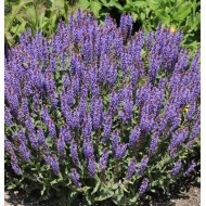 Plante Salvia nemorosa Blauhugel -Salvie de gradina