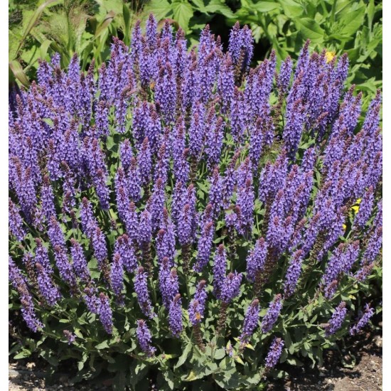 Plante Salvia nemorosa Blauhugel -Salvie de gradina