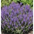 Plante Salvia nemorosa Blauhugel -Salvie de gradina