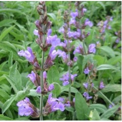 Plante Salvia officinalis -Planta condimentara