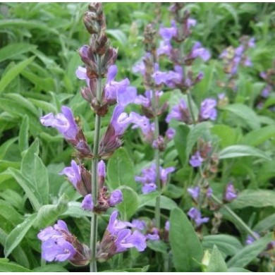 Plante Salvia officinalis -Planta condimentara