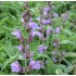 Plante Salvia officinalis -Planta condimentara