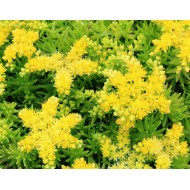 Plante Sedum mexicanum - iarba grasa