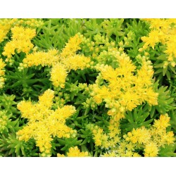 Plante Sedum mexicanum - iarba grasa