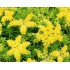 Plante Sedum mexicanum - iarba grasa