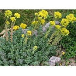 Plante Sedum rupestre - iarba grasa
