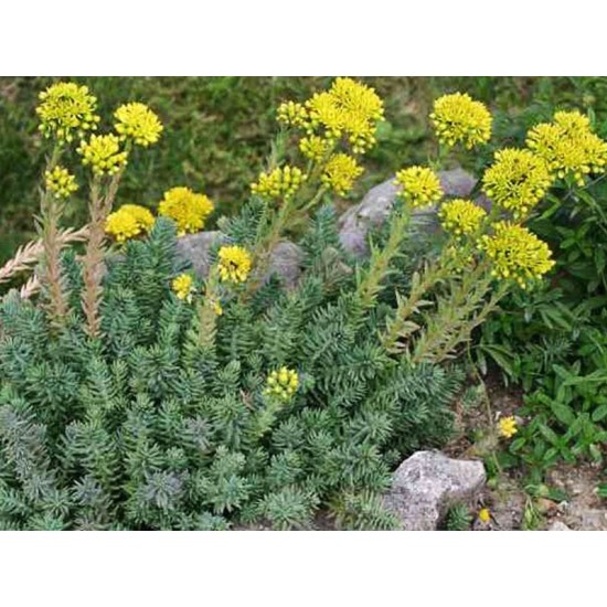 Plante Sedum rupestre - iarba grasa