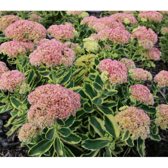 Plante Sedum telephium Autumn Charm (Lajos) - iarba grasa