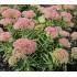 Plante Sedum telephium Autumn Charm (Lajos) - iarba grasa