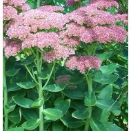 Plante Sedum telephium Autumn Joy (Orpine) - iarba grasa