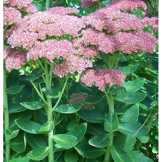 Plante Sedum telephium Autumn Joy (Orpine) - iarba grasa