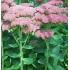 Plante Sedum telephium Autumn Joy (Orpine) - iarba grasa