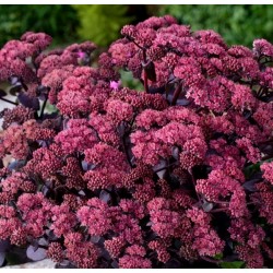 Plante Sedum telephium Xenox- iarba grasa rosie