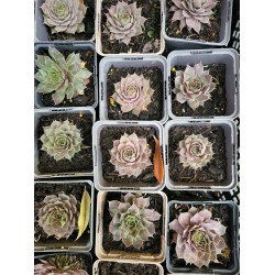 Plante Sempervivum Roz- urechelnita