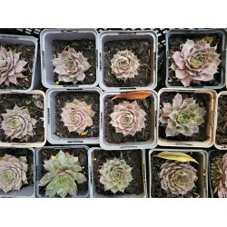 Plante Sempervivum Roz- urechelnita