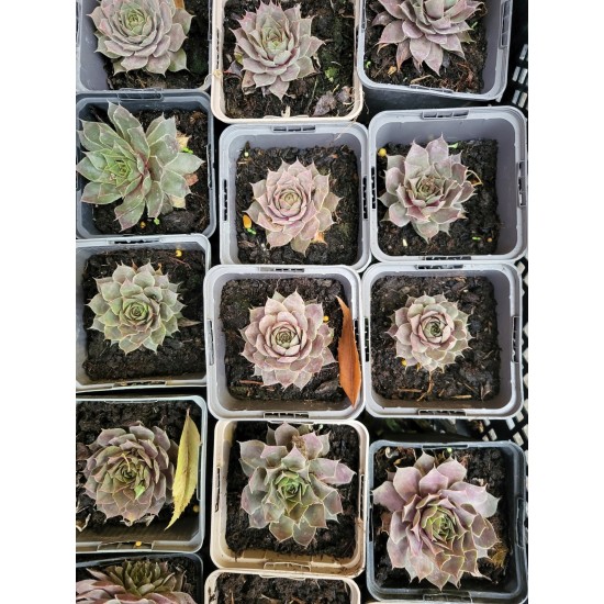 Plante Sempervivum Roz- urechelnita