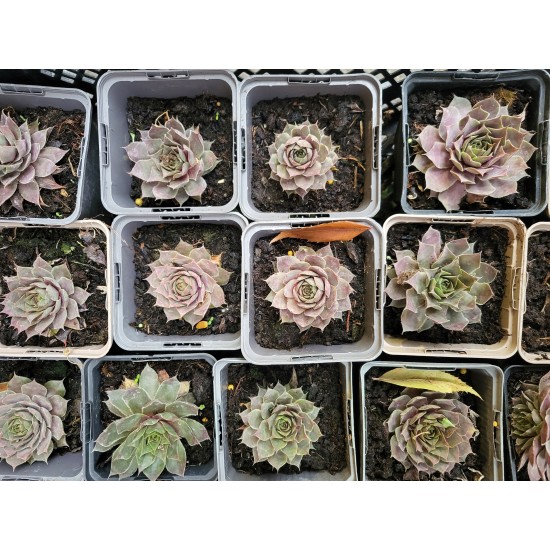 Plante Sempervivum Roz- urechelnita Plante Sempervivum Roz- urechelnita