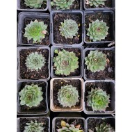 Plante Sempervivum Verde- urechelnita