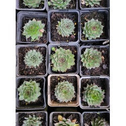 Plante Sempervivum Verde- urechelnita