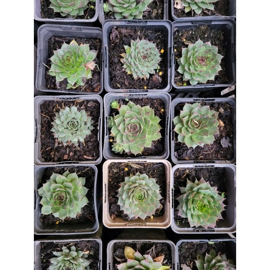 Plante Sempervivum Verde- urechelnita