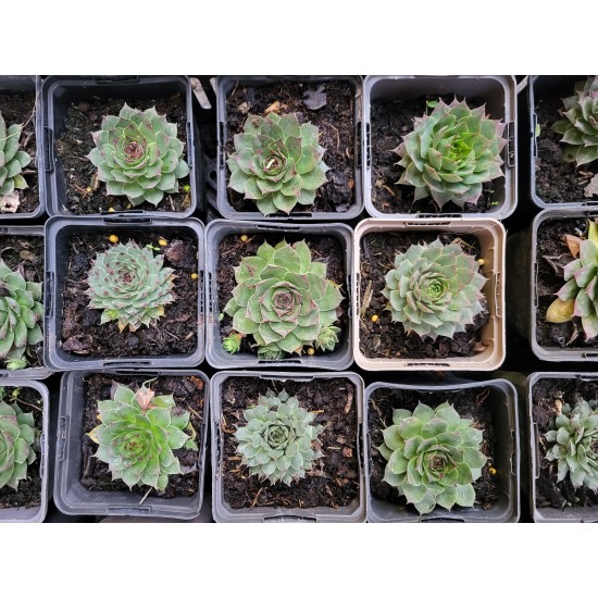Plante Sempervivum Verde- urechelnita Plante Sempervivum Verde- urechelnita