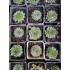 Plante Sempervivum Verde- urechelnita