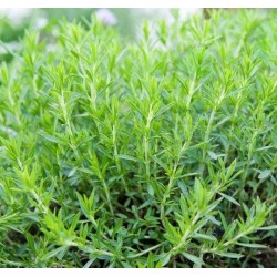 Plante Tarragon-Artemisia sativa- Tarhon -Planta condimentara