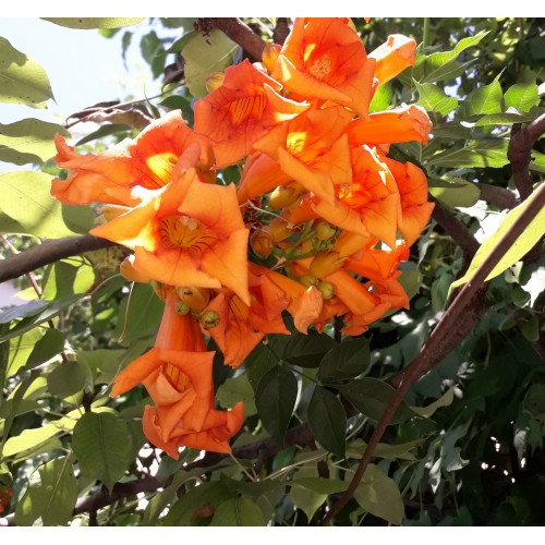Plante Tecoma radicans Orange - Pipa turcului