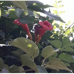 Plante Tecoma radicans Red - Pipa turcului
