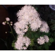 Plante Thalictrum aquilegifolium-Rutisor Plante Thalictrum aquilegifolium-Rutisor