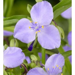Plante Tradescantia virginiana Light Blue - Planta sabie