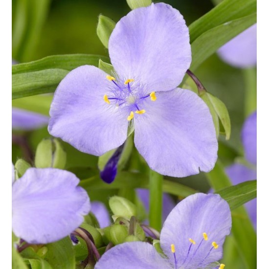 Plante Tradescantia virginiana Light Blue - Planta sabie