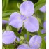 Plante Tradescantia virginiana Light Blue - Planta sabie