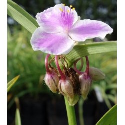 Plante Tradescantia virginiana Pink Chablis - Planta sabie