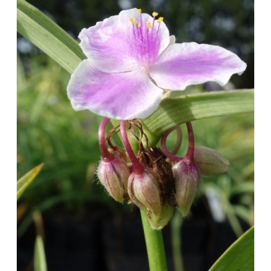 Plante Tradescantia virginiana Pink Chablis - Planta sabie
