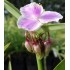 Plante Tradescantia virginiana Pink Chablis - Planta sabie