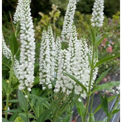 Plante Veronica longifolia Antarctica - Veronica, șopârliță Plante Veronica longifolia Antarctica - Veronica, șopârliță