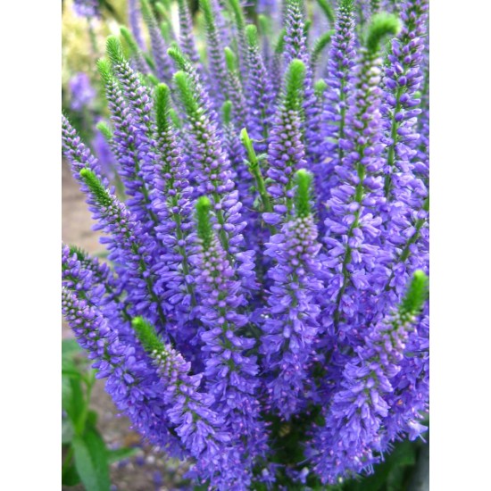Plante Veronica spicata Blue Explosion - Veronica, șopârliță Plante Veronica spicata Blue Explosion - Veronica, șopârliță