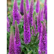 Plante Veronica Purpleicious (spicata)