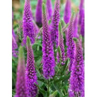 Plante Veronica Purpleicious (spicata)