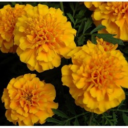 Seminte TAGETES patula CHICA Gold - Craite pitice