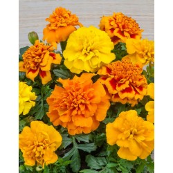 Seminte TAGETES patula CHICA Mix - Craite pitice