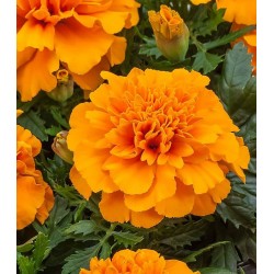 Seminte TAGETES patula CHICA Orange - Craite pitice