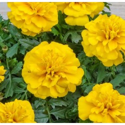 Seminte TAGETES patula CHICA Yellow - Craite pitice